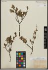 Foto von Salix waldsteiniana Willd.